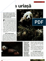 Arborele Lumii - Animale - Panda Uriasa