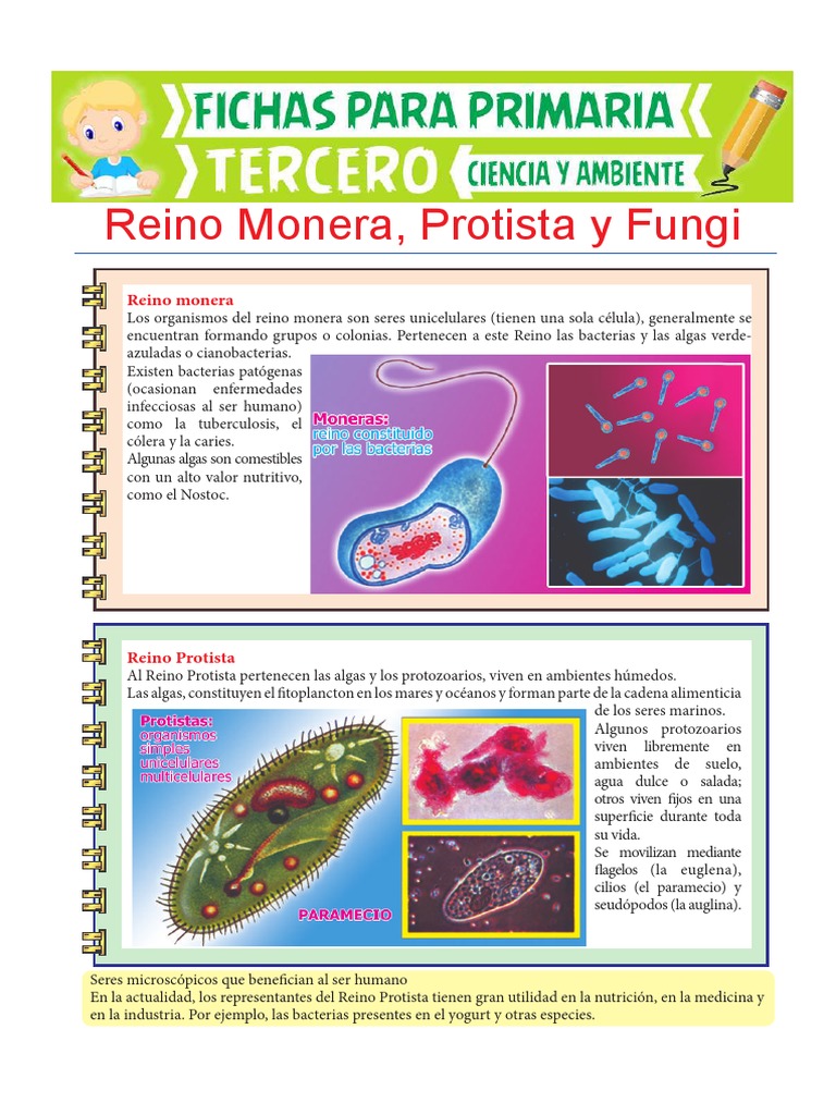 Reino Monera Protista y Fungi para Tercero de Primaria | PDF | Hongo | Algas