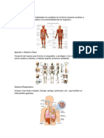 Sistema Muscular