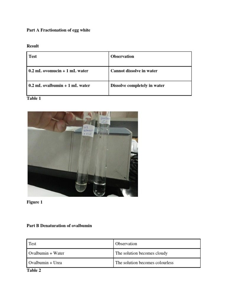 Biochem Lab Report 2 PDF Proteins Denaturation (Biochemistry)
