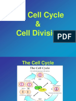 Cell Division.ppt