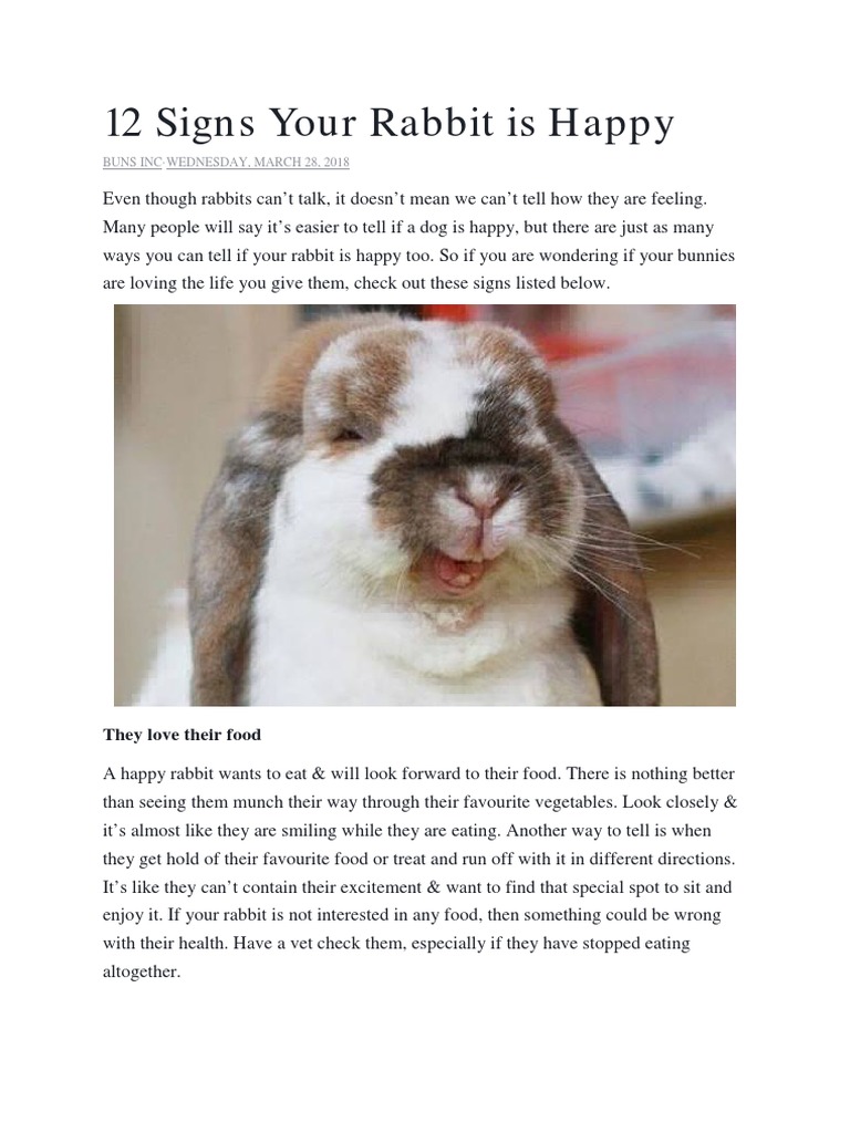 12 Signs Your Rabbit is Happy Understanding Rabbit Behavior and Body