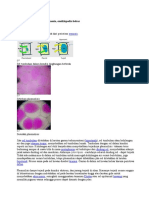 Plasmolisis Indo