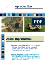 11._Animalreproduction.ppt;filename= UTF-8''11. Animalreproduction