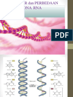 Dna Rna