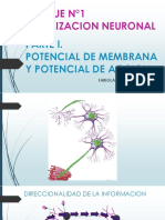 Teorico Potencial de Accion 2019