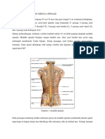 ANATOMI DAN FISIOLOGI MEDULA SPINALIS (Neuro)