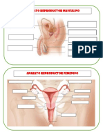 Completar Partes Del S. Reproductor