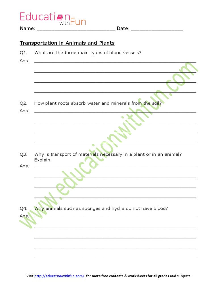 Transportation in Animals and Plants Worksheet 8 | PDF | Blood Vessel |  Blood