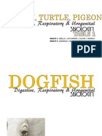 dogfish, turtle, pidgeon