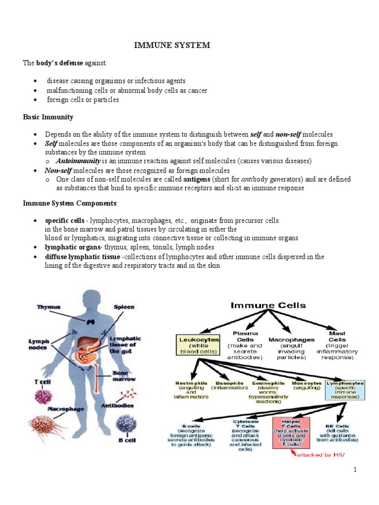2018 Immune System Handout PDF | PDF | Immune System | T Cell