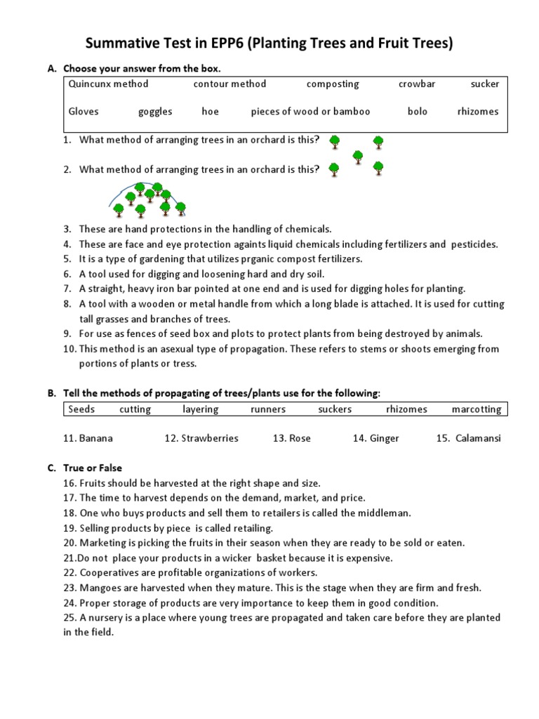 EPP6 Exam: Tree Planting Methods | PDF