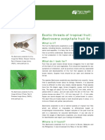 Fruit Fly B. Occipitalis FS