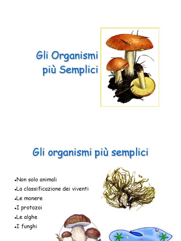 Classificazione Viventi | PDF