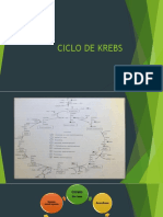 Ciclo de Krebs 1