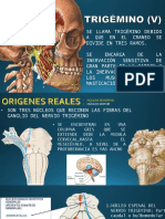 El nervio trigémino: anatomía y funciones