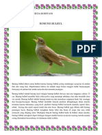 burung bulbul