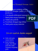 Identifikasi Nyamuk