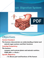 Digestivesystem