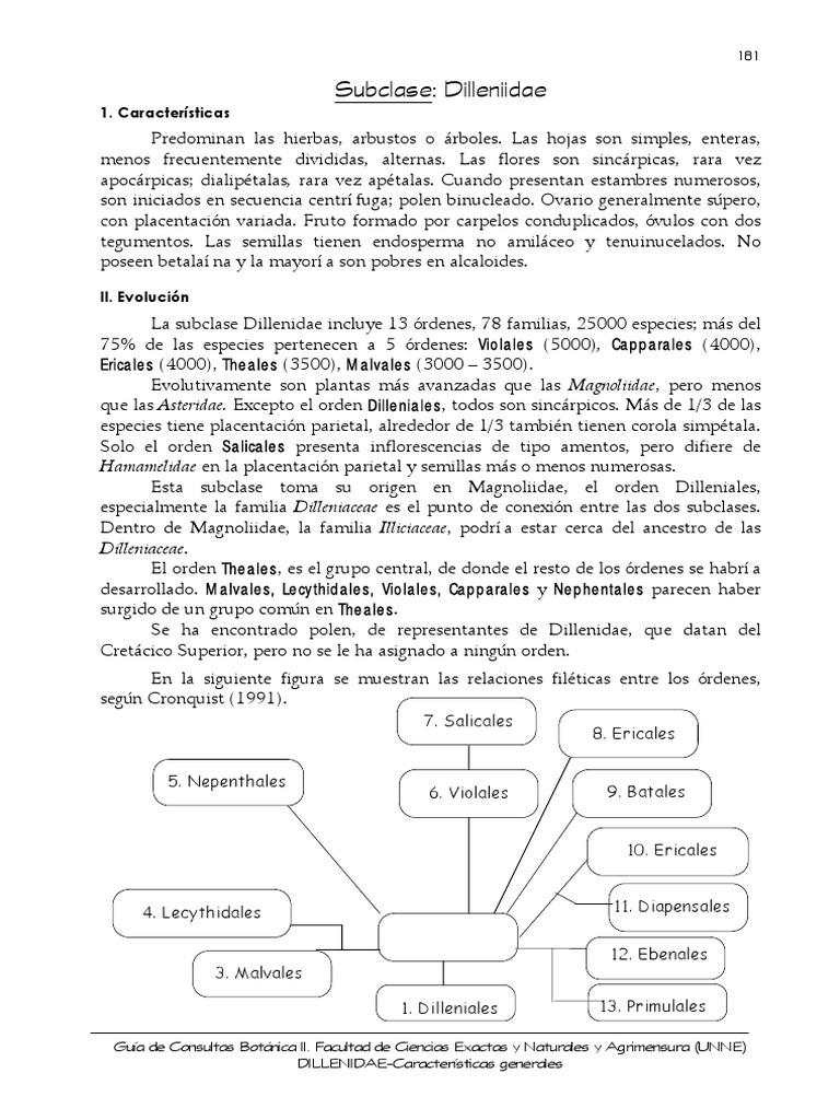 Características de Dillenidae en Floricultura | PDF | Flores | Fruta