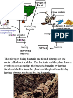 Nitrogen Cycle 2