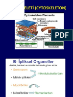 Hücre Iskeleti