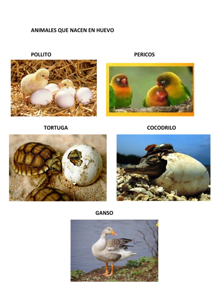 Animales Que Nacen en Huevo | PDF