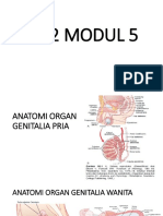 Anatomi Organ Genitalia Pria dan Wanita