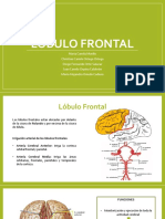 Lóbulo frontal: funciones y síndromes