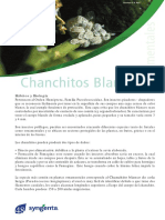 chanchos_blancos