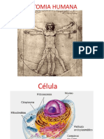 1-Anatomia Tecidos