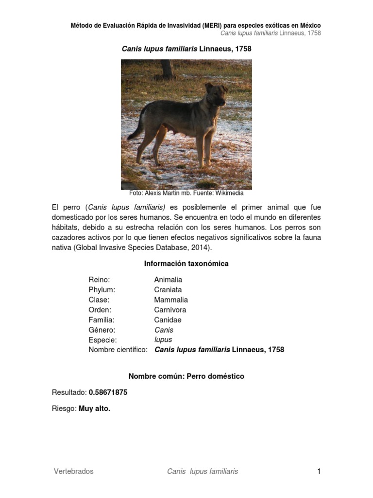 Canis familiaris (viejo pastor inglés) - 13044 - Biodiversidad Virtual /  Mamíferos