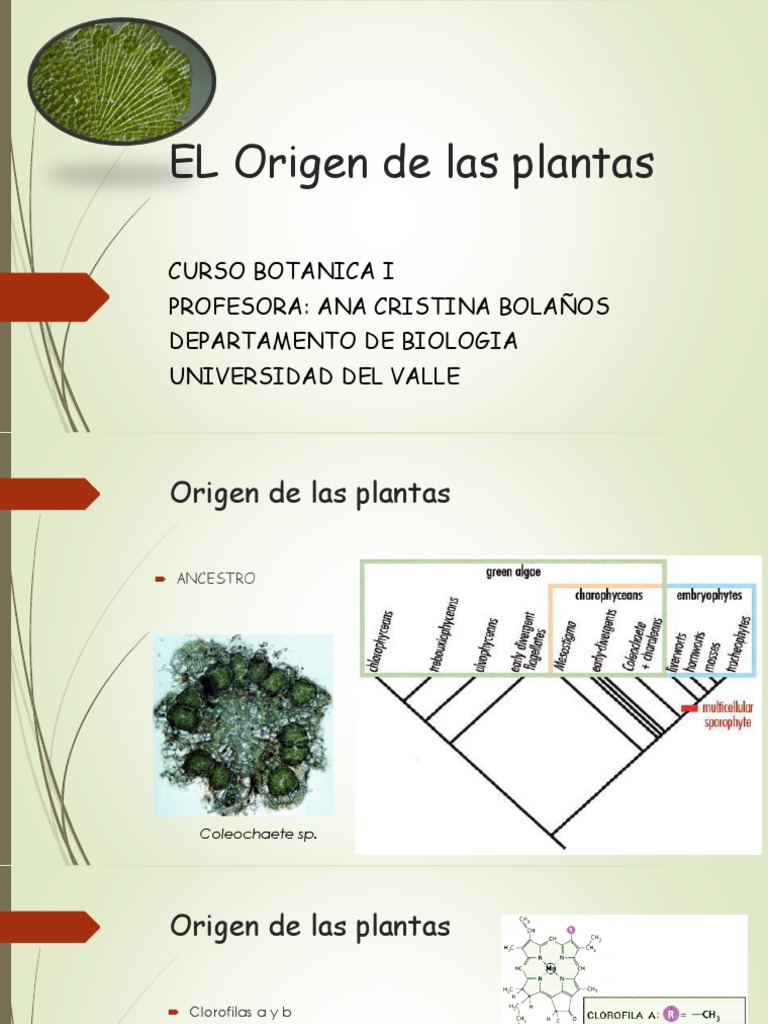 Origen y evolución de las plantas | PDF | Ciencia y matemáticas