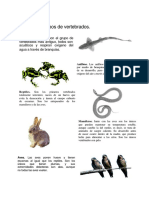 Vertebrados PDF