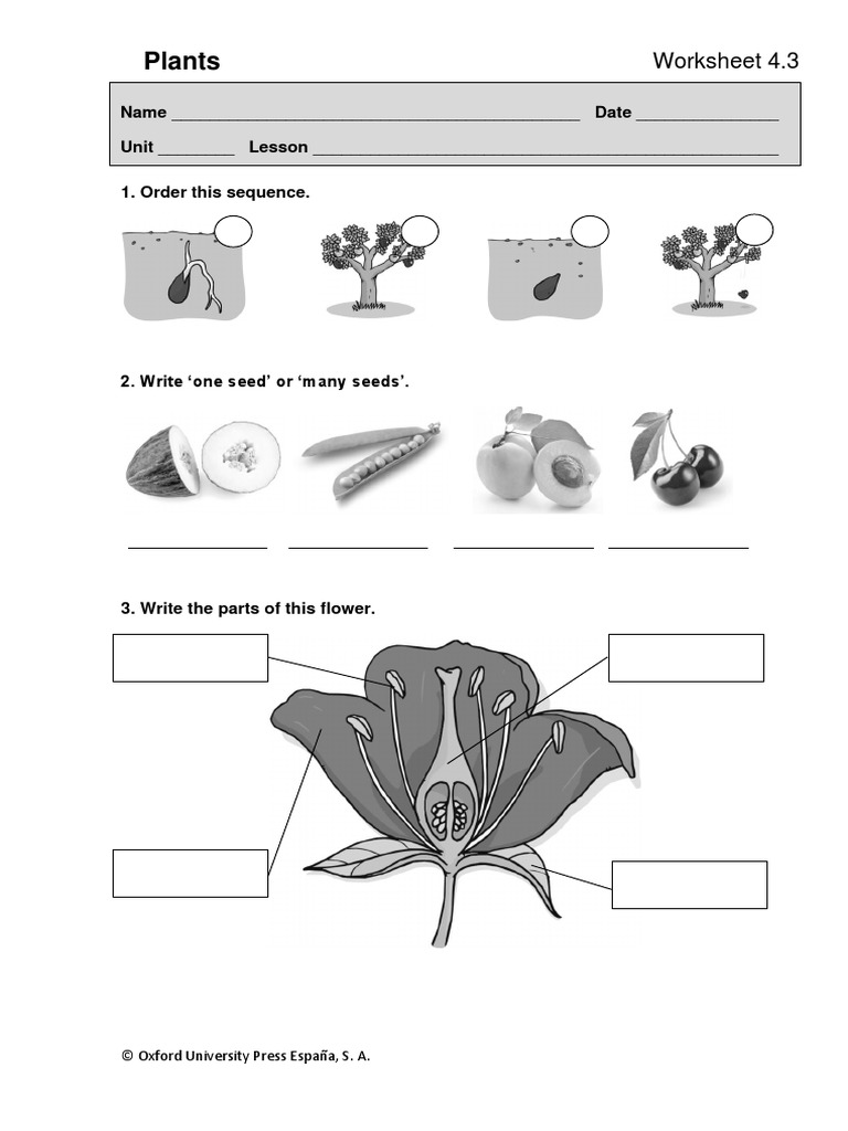 NS2 Nac Plants Worksheet 4 3 | PDF | Science & Mathematics | Home & Garden
