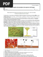 Download Observesporos by Jlio Csar Fs SN44767233 doc pdf