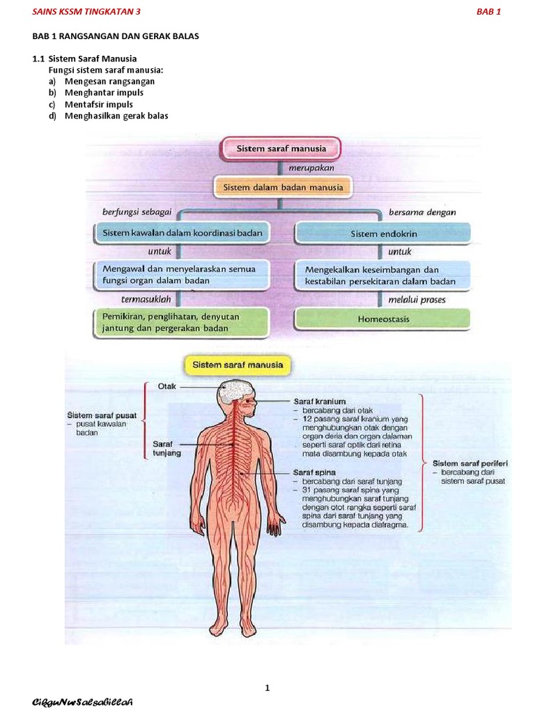 F3 Bab 1 Rangsangan Dan Gerak Balas Pdf