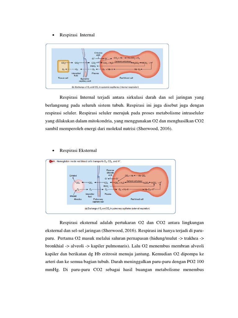 Respirasi Internal Dan Eksternal | PDF