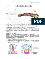 Fosforilación oxidativa