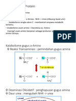 Metabolisme Protein dt 144.pptx