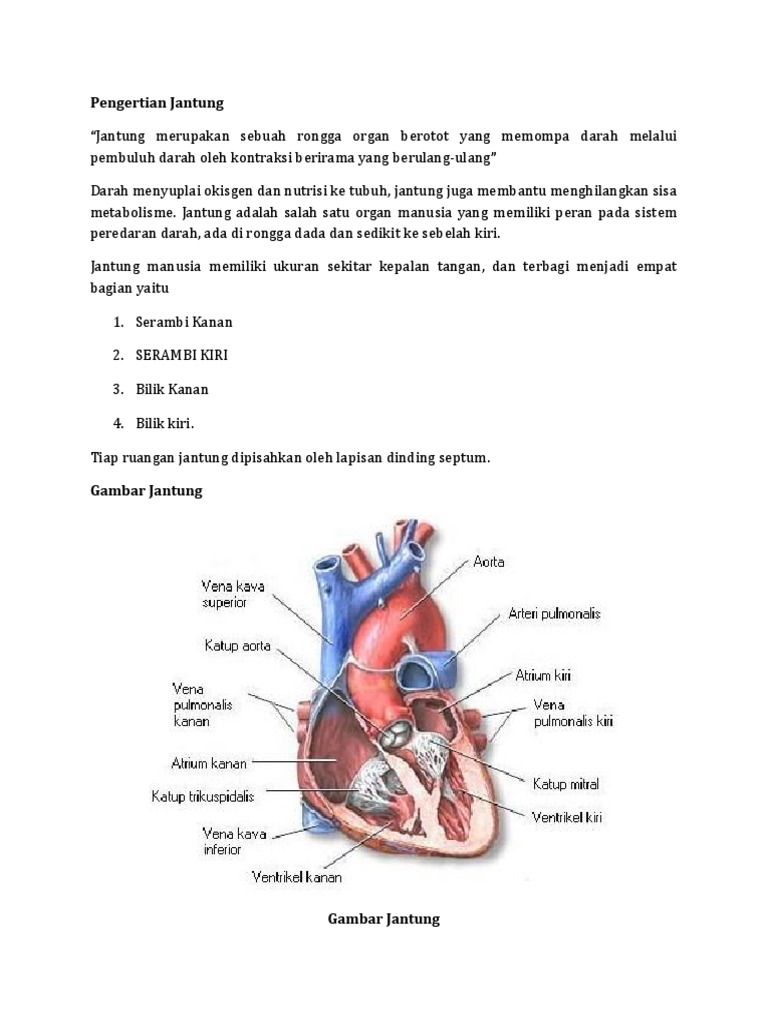 Pengertian Jantung | PDF