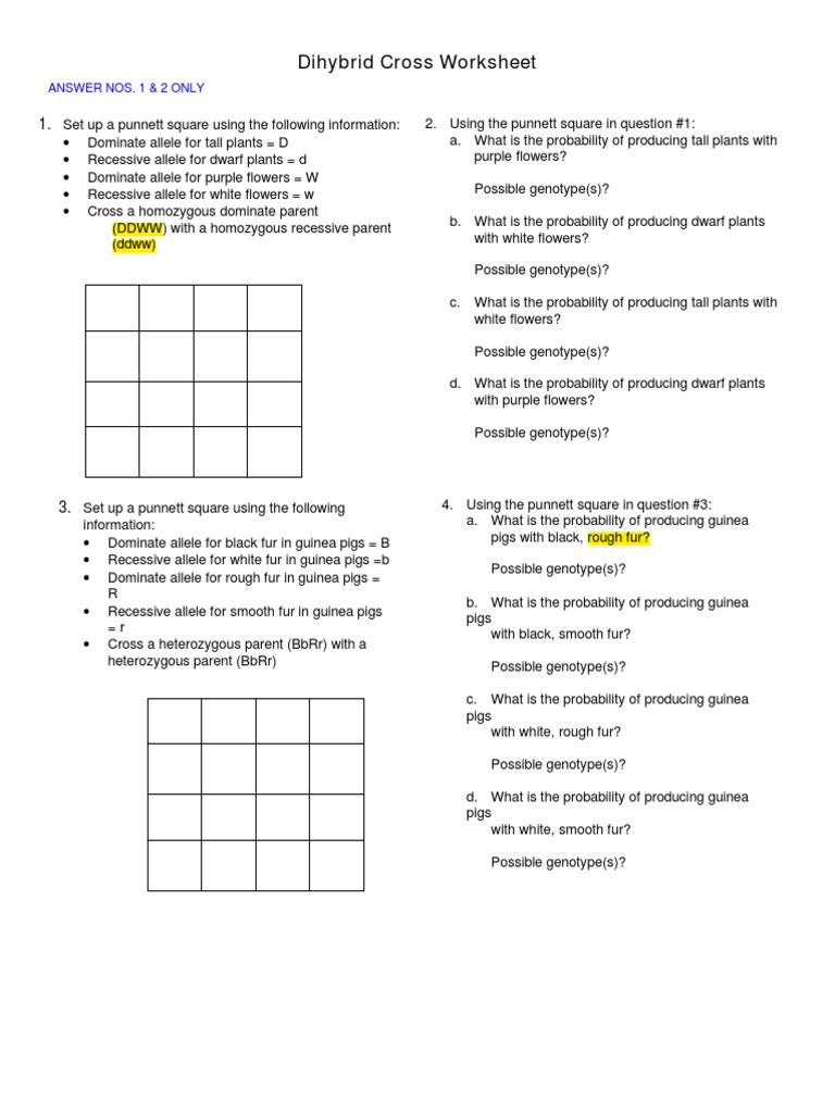 dihybrid cross punnett square worksheet