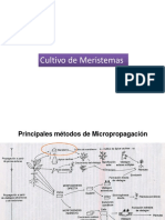 04 Cultivo de Meristemas01