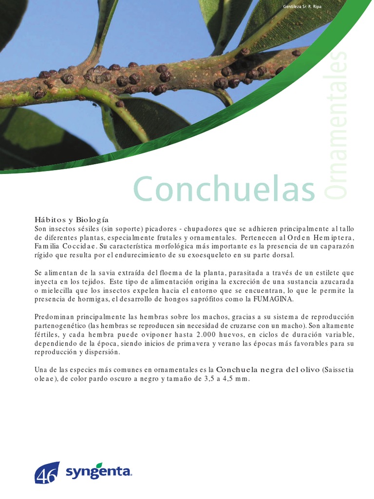 Conchuelas PDF | PDF | Hormiga | Insectos