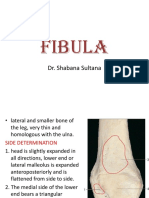 FIBULA