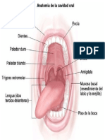 CAVIDAD BUCAL IMAGENES