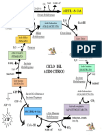 Diagramas Ciclo y Cadena