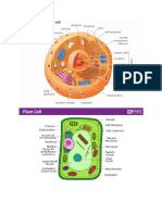 Animal and Plant Cell