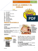 Nervios de la cabeza y cuello