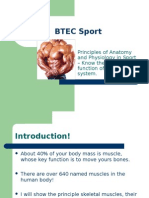 BTEC Sport - Anatomy - Muscle Groups